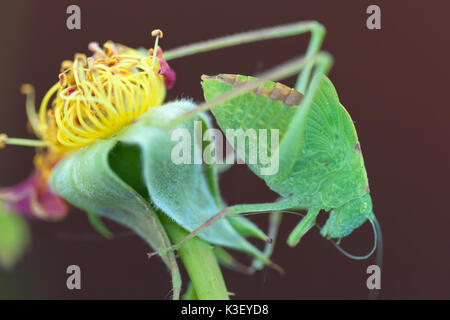 Un bambino maggiore angolo-wing katydid (Microcentrum rhombifolium) camouflage tra le foglie di rose. Foto Stock