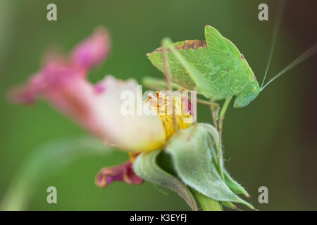 Un bambino maggiore angolo-wing katydid (Microcentrum rhombifolium) camouflage tra le foglie di rose. Foto Stock