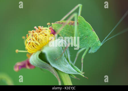 Un bambino maggiore angolo-wing katydid (Microcentrum rhombifolium) camouflage tra le foglie di rose. Foto Stock