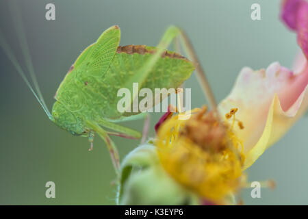 Un bambino maggiore angolo-wing katydid (Microcentrum rhombifolium) camouflage tra le foglie di rose. Foto Stock