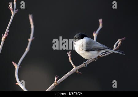 Marsh cincia,Marshtit Foto Stock