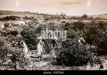 Il Brasile Immigrazione Italiana Inizio 1900 -caffè ripulendo dalle erbacce. Ripulendo dalle erbacce la massa è uno degli immigrati italiani compiti Foto Stock