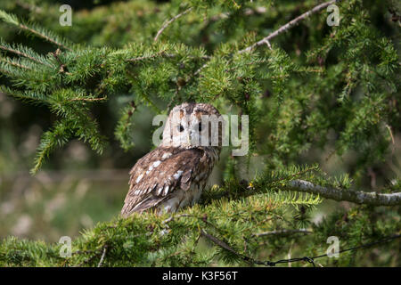 Allocco Strix aluco appollaiato su un ramo di conifere Foto Stock