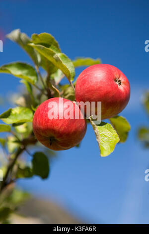 Due mele al tree, sorta di Red Berlepsch Foto Stock