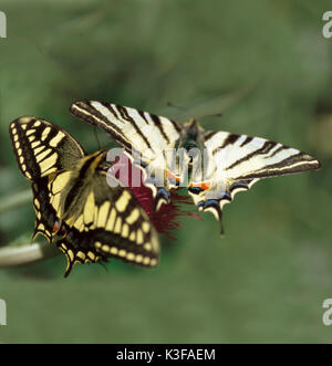 Due farfalle su un fiore / incastro a coda di rondine e la vela butterfly Foto Stock