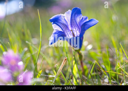 Fioritura la genziana Foto Stock