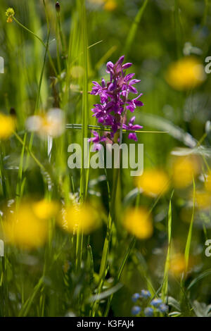 Ampia-frondosa orchis, Dactylorhiza majalis Foto Stock