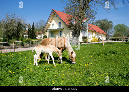 Vicino a cavallo puledro su un pascolo nella parte anteriore di una casa unifamiliare Foto Stock