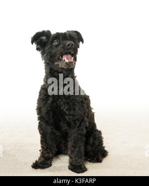 Ritratto di nero mix yorkiepoo cane Foto Stock