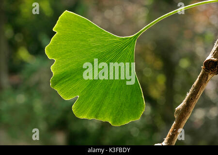 foglia di Gingko Foto Stock