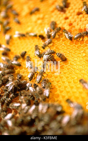 Api su un favo di miele Foto Stock