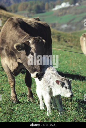 Mucca con vitello del pascolo Foto Stock