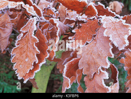 Foglie di quercia vicino la brina, neve, brina coperto Foto Stock