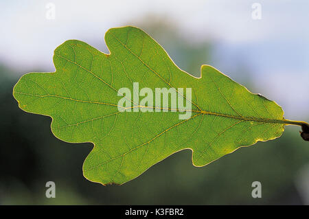 Foglie di quercia Foto Stock