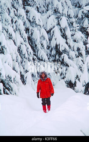 Passeggino nel paesaggio invernale con la neve-coperto di alberi Foto Stock