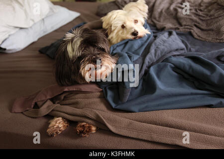Due cani dormire su un letto Foto Stock