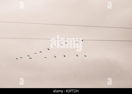 Una bella formazione di uccelli migratori in autunno. Gru in volo per il sud in autunno. La fotografia in bianco e nero. Foto Stock