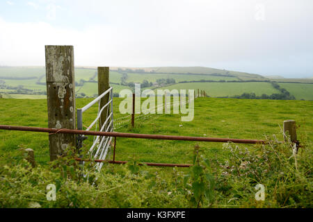 Un recintato pascolo di collina che si affaccia sul Canale Inglese sui bordi di Bridport, nel Dorset, sulla costa meridionale dell'Inghilterra, Gran Bretagna. Foto Stock