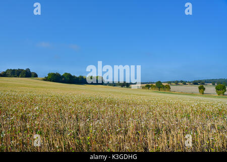 Campo di grano saraceno (Fagopyrum esculentum) in fiore, Bossay-sur-Claise, Francia. Foto Stock