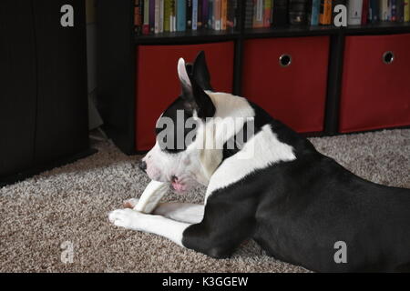 Miscelato in bianco e nero Pit Bull Terrier Foto Stock