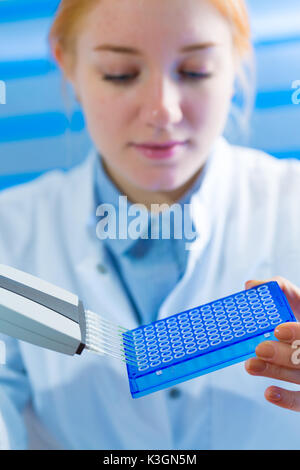 Utilizzando un canale multi pipetta per la elaborazione di pcr nel laboratorio microbiologico Foto Stock