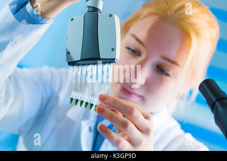 Utilizzando un canale multi pipetta per la elaborazione di pcr nel laboratorio microbiologico Foto Stock