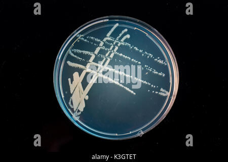 Pila piastra petri con colture di microrganismi in mano medico , funghi e microbi. Una capsula di Petri ( Petrie piatto. La piastra di Petri o di coltura cellulare Foto Stock