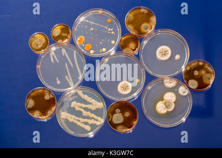 Una piastra di petri con colture di microrganismi, funghi e microbi. Una capsula di Petri ( Petrie piatto) noto come una piastra di Petri o cella-piatto di coltura Foto Stock