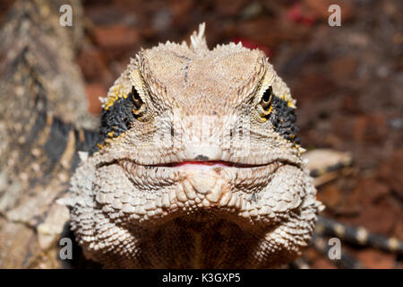 Orientale acqua australiano Dragon, Physignathus lesueurii lesueurii, Brisbane, Australia Foto Stock