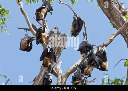 Spectacled Flying Fox, Pteropus conspicillatus, Cairns, Australia Foto Stock