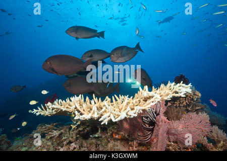 Surgeonfish allungato sulla barriera corallina, Acanthurus mata, Osprey Reef, Coral Sea, Australia Foto Stock