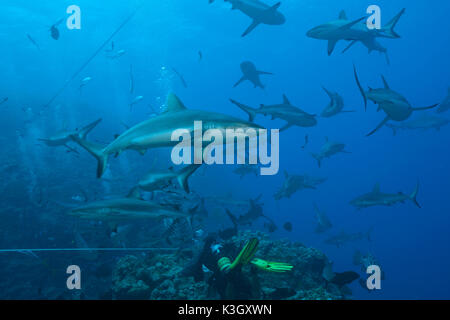 Grey Reef Shark durante la frenesia, Carcharhinus amblyrhynchos, Osprey Reef, Coral Sea, Australia Foto Stock