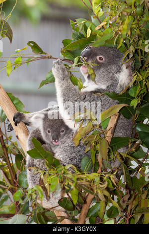 Il Koala, Madre e Joey, Phascolarctos cinereus, Brisbane, Australia Foto Stock