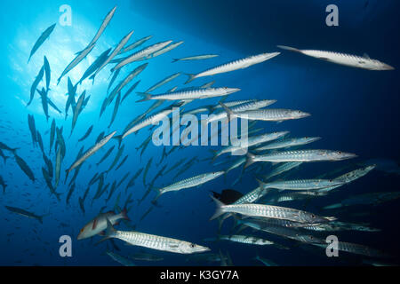 Secca di Blackfin Barracuda, Sphyraena qenie, della Grande Barriera Corallina, Australia Foto Stock