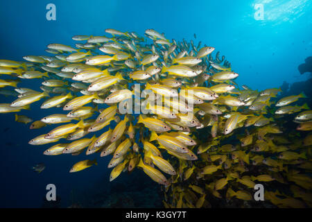 Secca di tonno obeso Snapper, Lutjanus lutjanus, della Grande Barriera Corallina, Australia Foto Stock