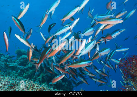 Secca di Neon, fusilier Pterocaesio tile, della Grande Barriera Corallina, Australia Foto Stock