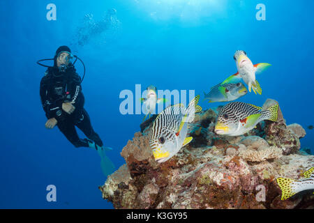 Scuba Diver e diagonal-Sweetlips nastrati, Plectorhinchus lineatus, della Grande Barriera Corallina, Australia Foto Stock