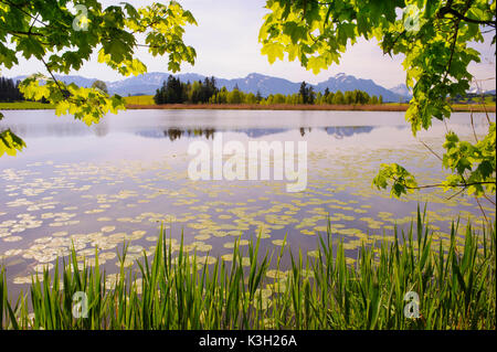 Panorama scenario in Baviera con mirroring presso il laghetto Huttler Roßhaupten in prossimità della regione di Allgäu Foto Stock