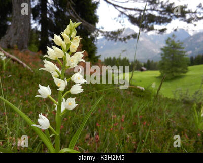 Lungo la foresta frondoso uccellino, a Kranzberg a Mittenwald Foto Stock