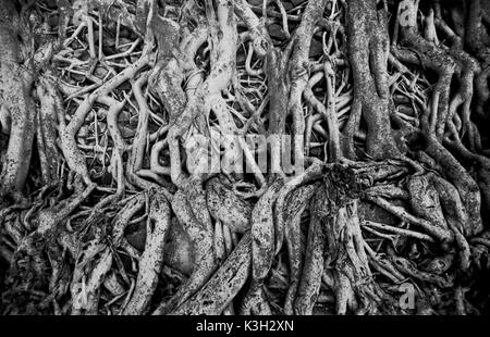 Gondar, Fasiladas' vasca da bagno. Radici di albero strangolare un vecchio muro circostante Fasilidas' vasca da bagno di Gondar, Etiopia, Foto Stock