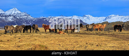 L'Islanda, Austurland, est Fiordi Orientali, Islanda Islanda cavalli Foto Stock