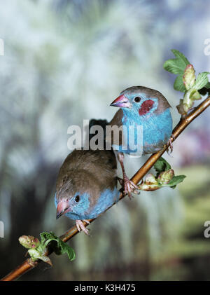 Red-Cheeked Cordon Bleu, uraeginthus bengalus, coppia in piedi sul ramo Foto Stock
