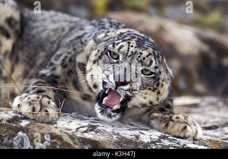 Snow Leopard o oncia, uncia uncia, adulti con bocca aperta Foto Stock