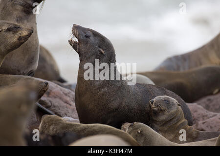 South African pelliccia sigillo, Arctocephalus pusillus, Capo Croce in Namibia Foto Stock