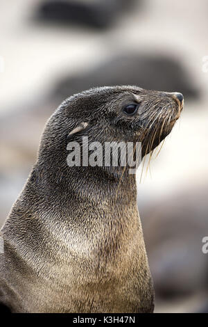 South African pelliccia sigillo, Arctocephalus pusillus, ritratto di donna, Cape Cross in Namibia Foto Stock