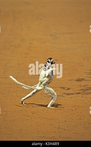 La Verreaux Sifaka, Propithecus verreauxi, Madre Yound portante sulla sua schiena, saltando su terreno aperto, riserva Berent in Madagascar Foto Stock