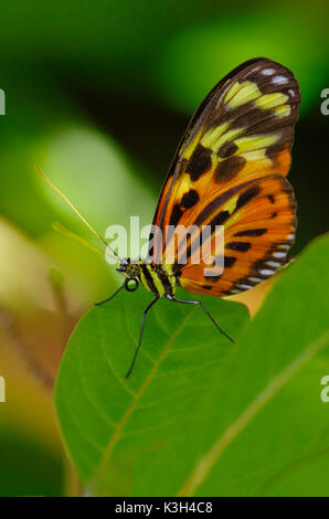 Tasto di pianoforte Butterfly, Heliconius melpomene : Foto Stock