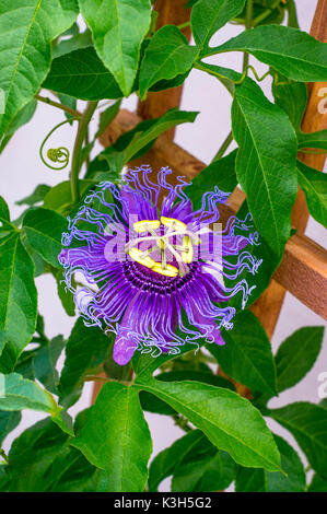 Fiore della passione (Passiflora incarnata) Foto Stock