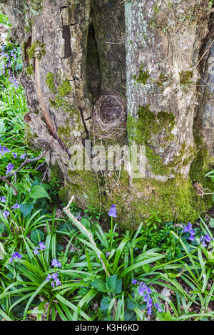 Inghilterra, Hampshire, Vuoto nido di uccelli nella struttura ad albero Foto Stock