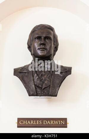 Inghilterra, Cambridgeshire, Cambridge, Sedgwick Museum of Earth Sciences, Busto di Charles Darwin Foto Stock